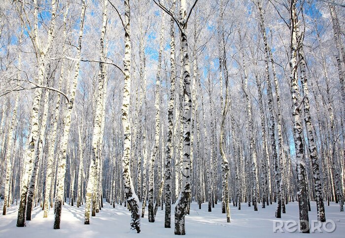 Fototapete Sonniger Winter mit Birken