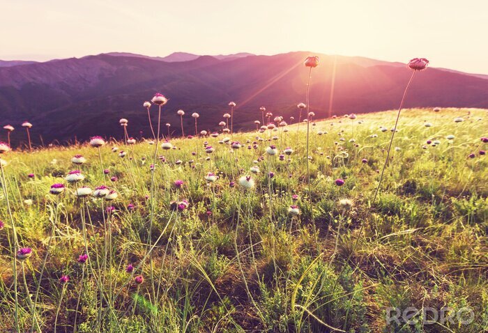 Fototapete Sonniges Feld mit Blumen