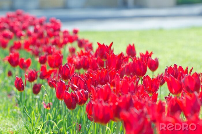 Fototapete Sonniges Feld mit Tulpenblüten