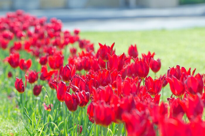 Fototapete Sonniges Feld mit Tulpenblüten