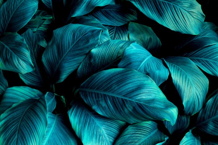 Fototapete Spathiphyllum cannifolium