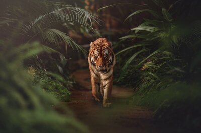 Fototapete Spazierender Tiger in einem tropischen Dschungel