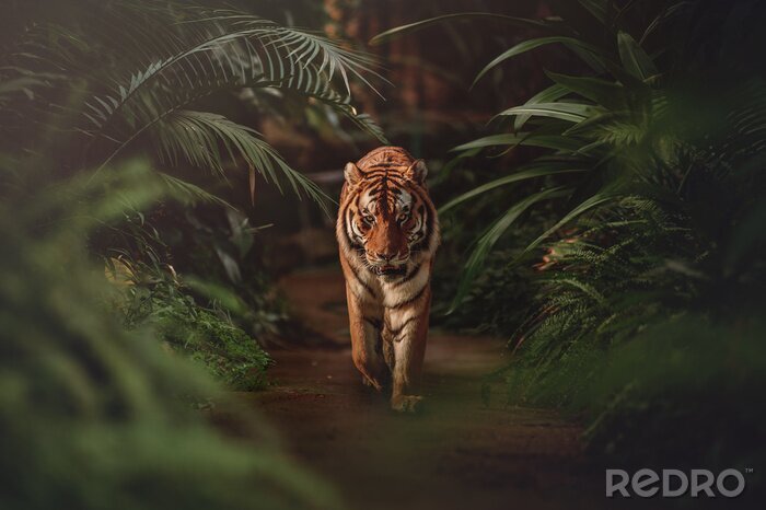 Fototapete Spazierender Tiger in einem tropischen Dschungel