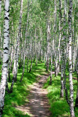 Fototapete Spaziergang durch Birkenwald