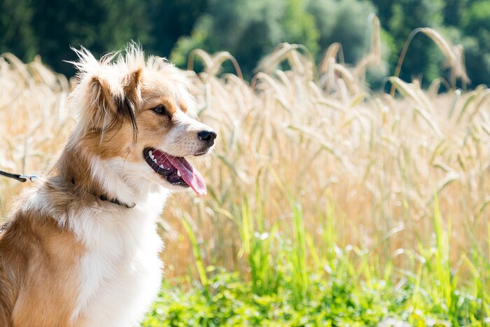 Fototapete Spaziergehender Hund auf der Wiese