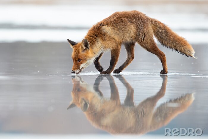 Fototapete Spiegelbild eines Fuchses in einem zugefrorenen See