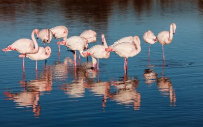 Fototapete Spiegelung der Reflexion von Vögeln im Wasser