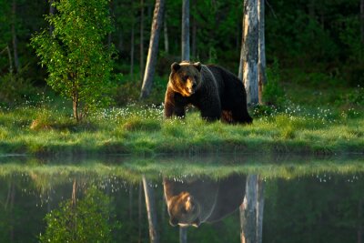 Fototapete Spiegelung des Bären im See