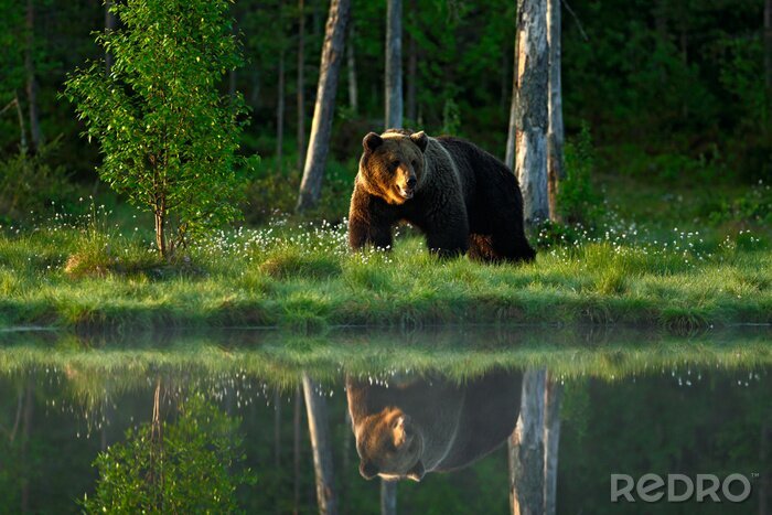 Fototapete Spiegelung des Bären im See