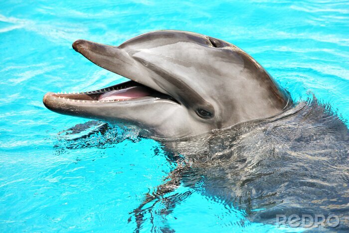 Fototapete Spiel mit Delphin