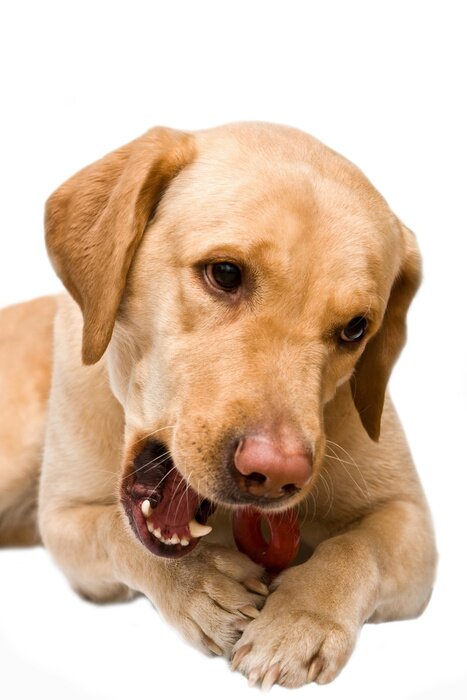 Fototapete Spielzeug beißender Hund