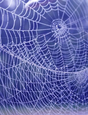 Fototapete Spinnwebe und Natur