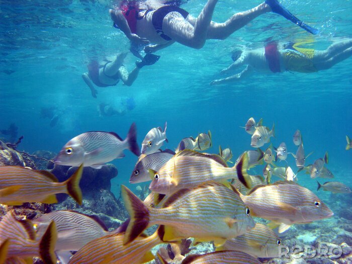 Fototapete Sporttauchen zwischen Fischen