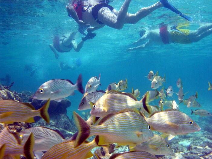Fototapete Sporttauchen zwischen Fischen