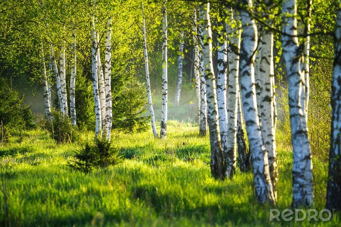 Fototapete Spring green foliage