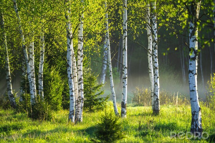 Fototapete Spring in the birch grove
