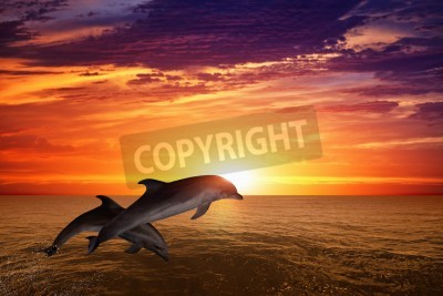 Fototapete Springende Delfine und Sonnenuntergang