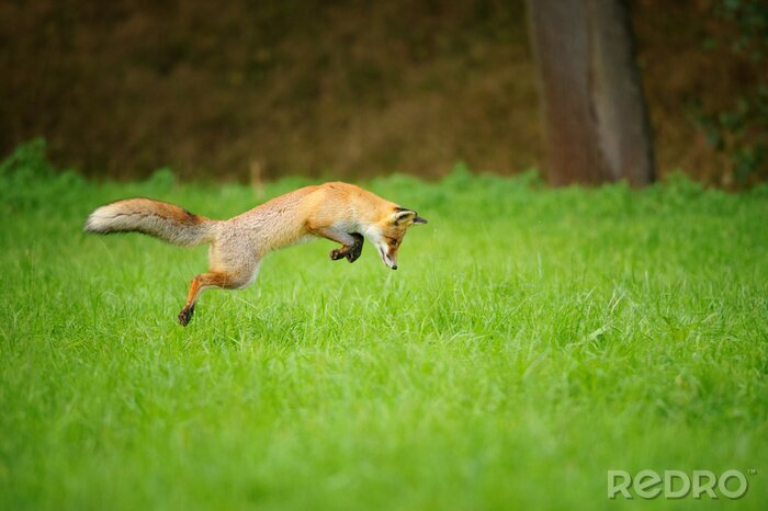 Fototapete Springender Fuchs