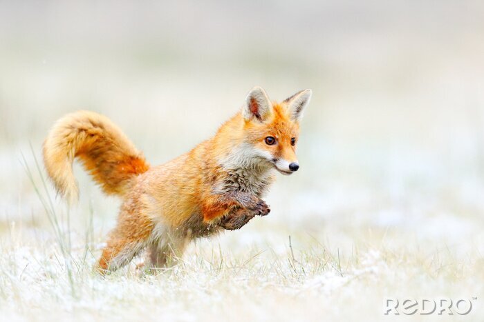 Fototapete Springender Fuchs auf dem Feld