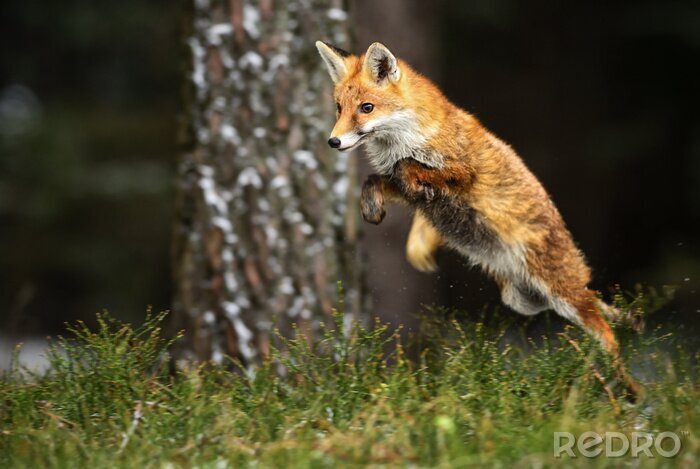 Fototapete Springender Fuchs im Wald
