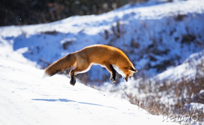 Fototapete Springender Fuchs in den Bergen