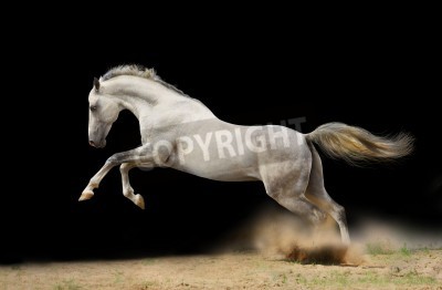 Fototapete Springendes pferd auf dunklem hintergrund