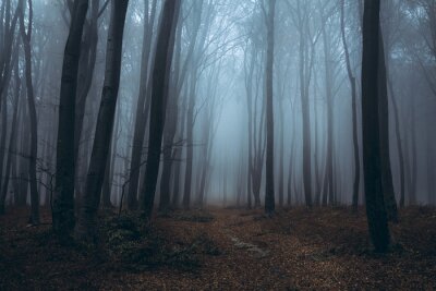 Spur im nebligen Wald