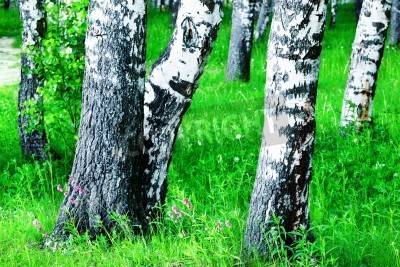 Fototapete Stämme von Birken