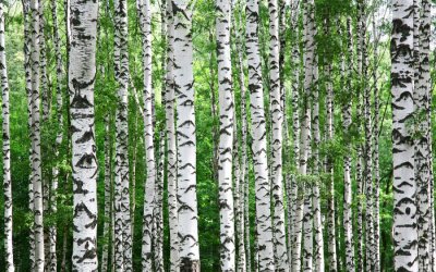 Fototapete Stämme von Birkenbäumen