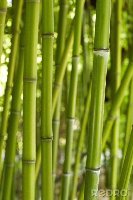 Fototapete Stängel von natürlichem Bambus