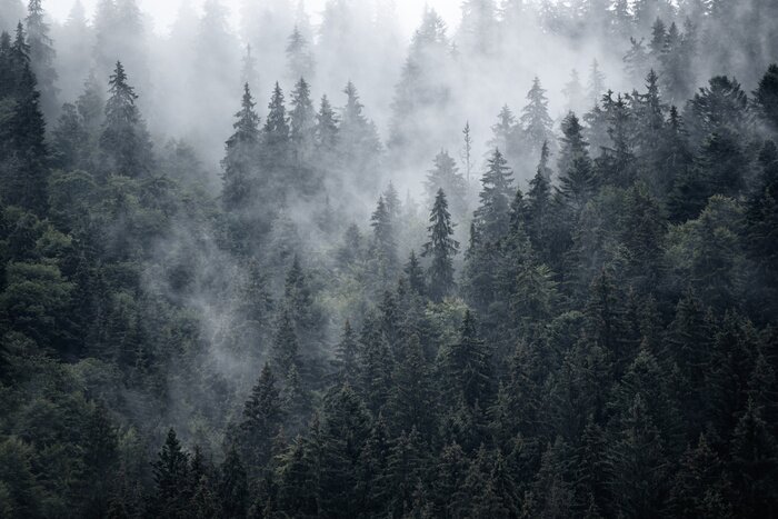 Fototapete Stahlgrauer wald im nebel