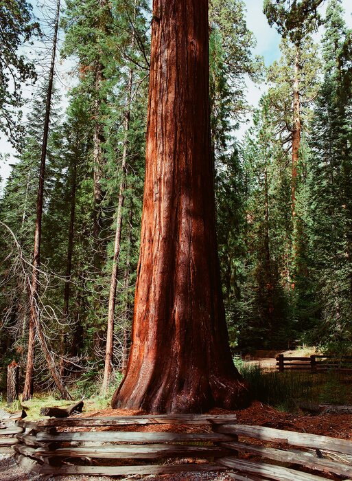 Fototapete Stamm des Nadelbaumes