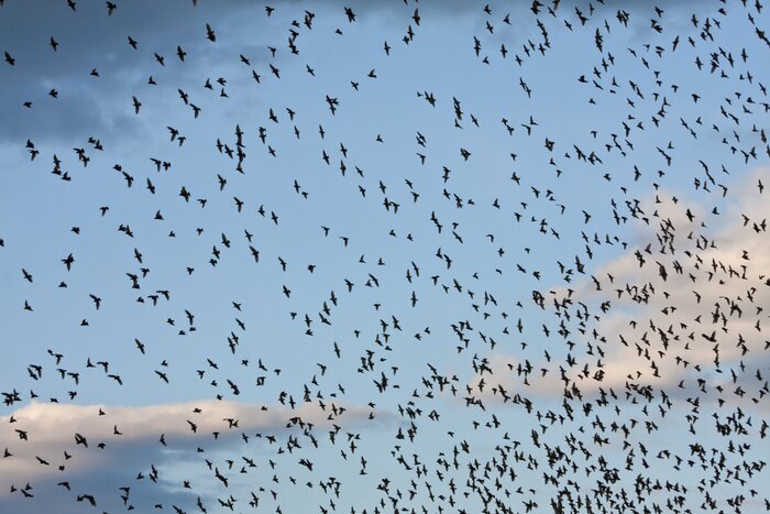 Fototapete Starenschwarm am Sommerhimmel