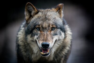 Starrender Wolf