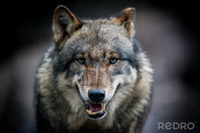 Fototapete Starrender Wolf