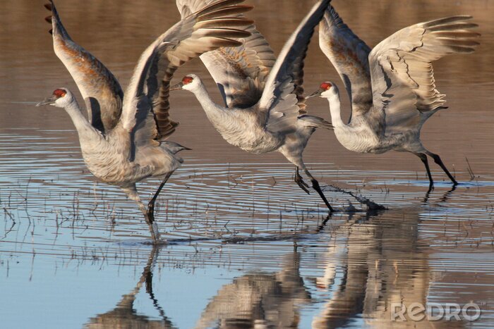 Fototapete startende Vögel