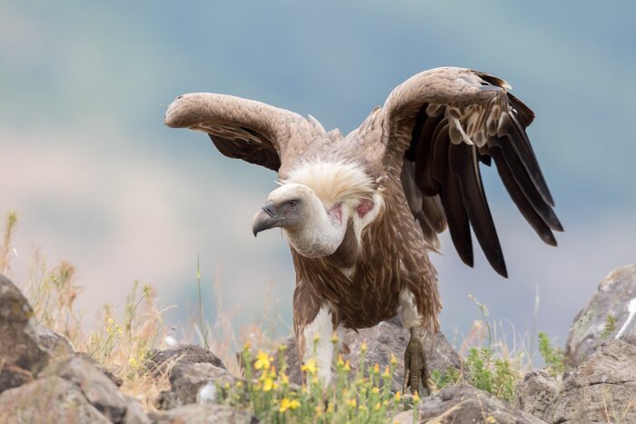 Fototapete startender Vogel