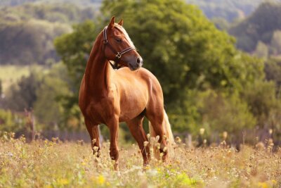 Fototapete Stehendes braunes Pferd auf der Wiese