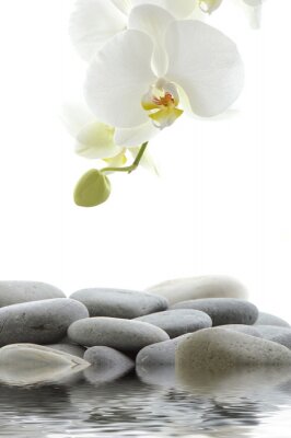 Steine und Orchidee mit unreifen Knospen