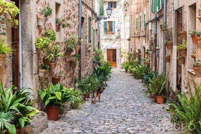 Fototapete Steingasse voll von Pflanzen