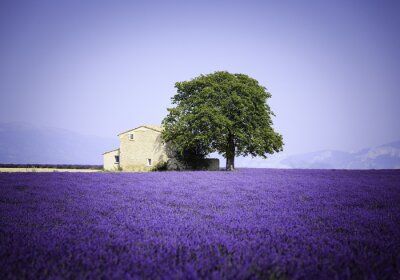 Fototapete Steinhaus inmitten von Lavendel