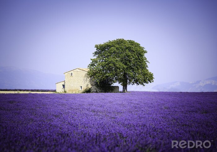 Fototapete Steinhaus inmitten von Lavendel
