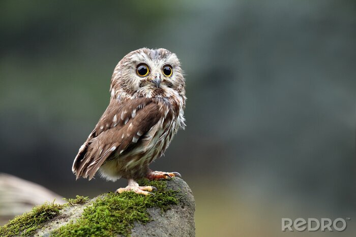 Fototapete Steinkauz auf dem Felsen