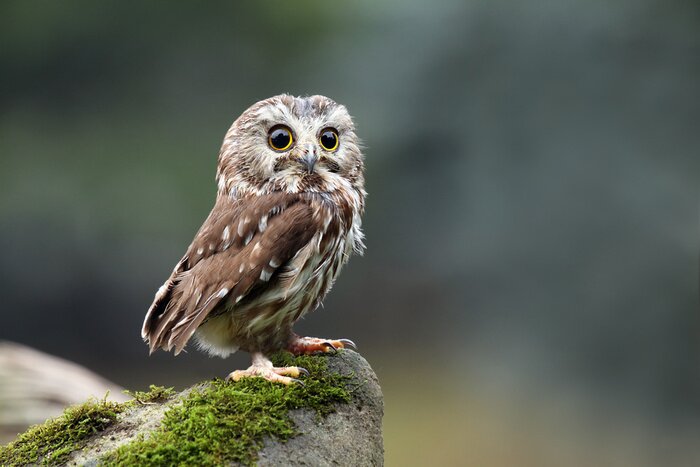 Fototapete Steinkauz auf dem Felsen