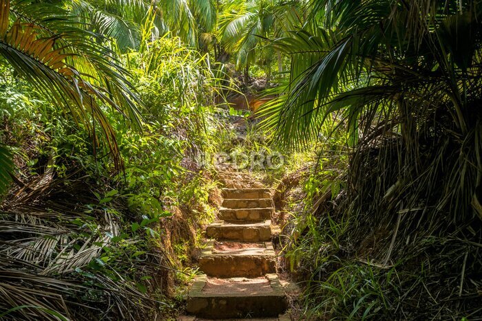 Fototapete Steintreppe in einem tropischen Wald