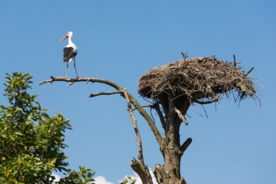 Fototapete Storch auf einem Ast beim Nest