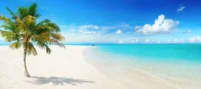 Strand mit Palme und türkisfarbenem Wasser