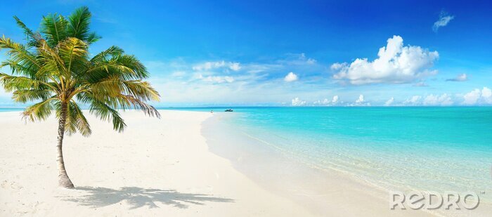Fototapete Strand mit Palme und türkisfarbenem Wasser