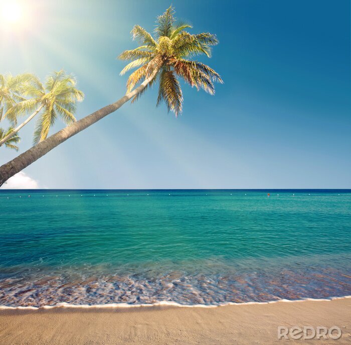 Fototapete Strand mit Palmen in der Karibik