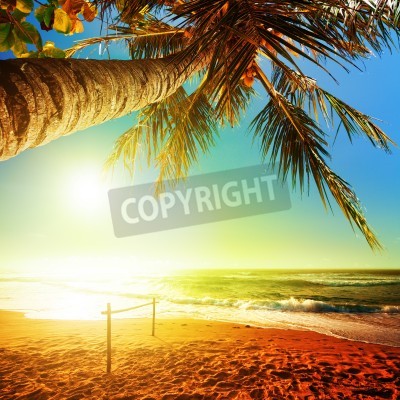 Fototapete Strand Palmen und exotischer Ozean